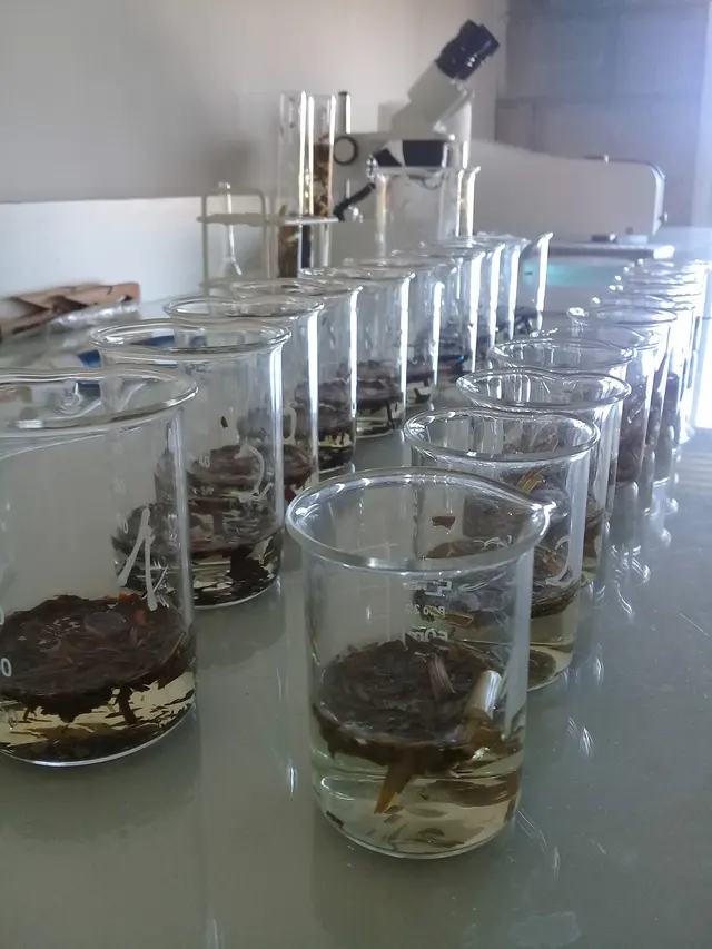 Muestras de suelo preparadas para análisis en el laboratorio