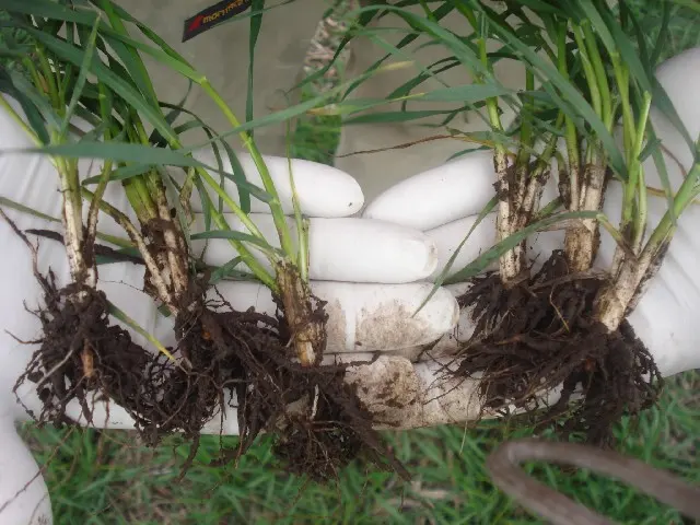 Raíces de plantas evaluadas durante un ensayo con productos biológicos