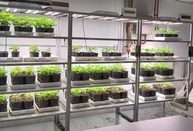 Plantas organizadas en estanterías dentro de una cámara de cultivo