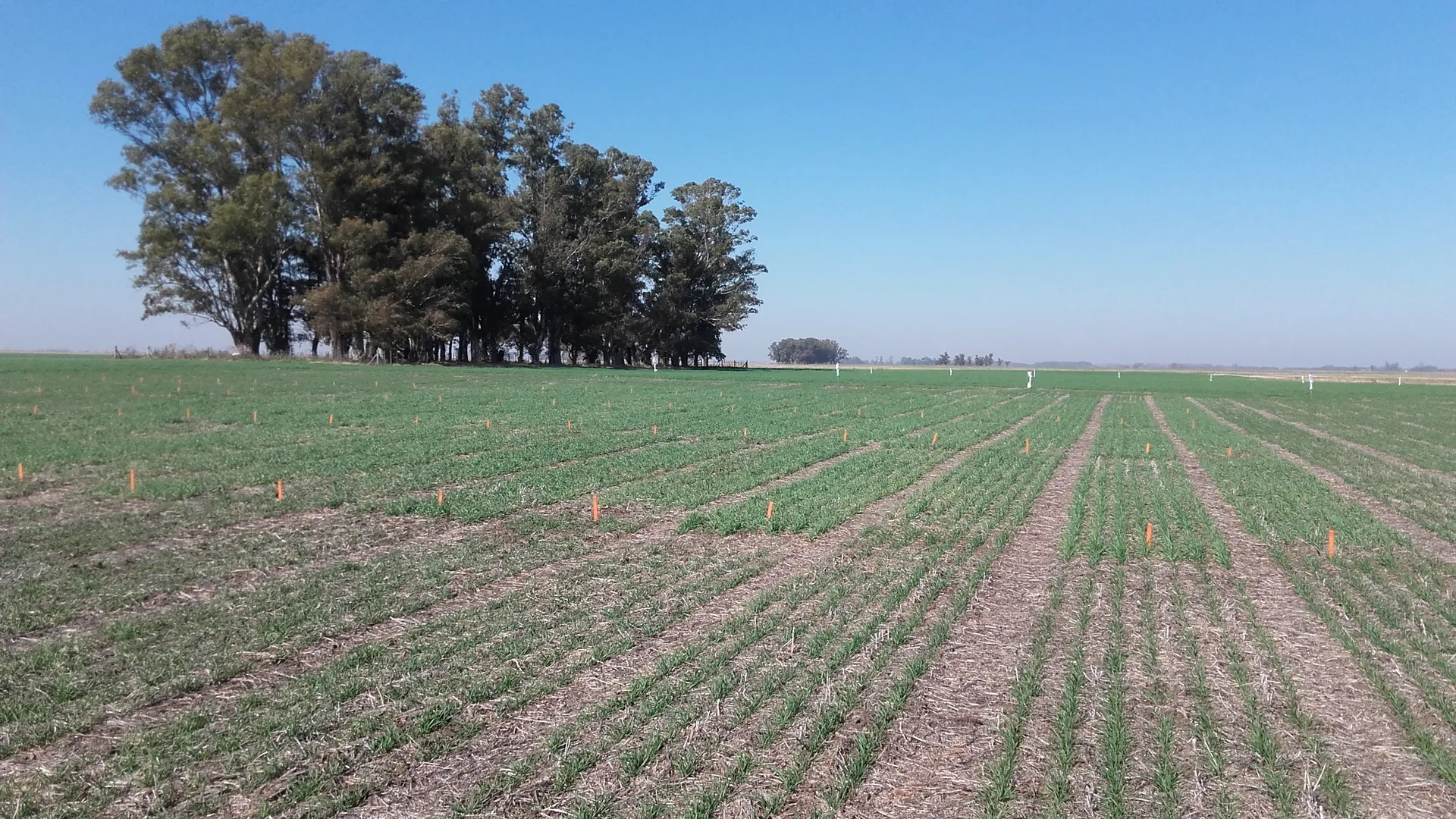 Ensayo a campo de IDAgro con parcelas de cultivo señalizadas