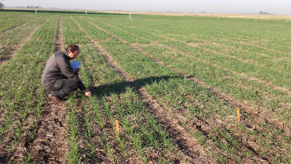 Evaluación técnica de un ensayo en una parcela de cultivo