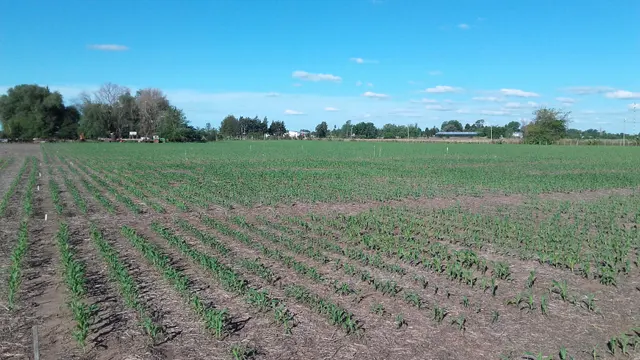 Líneas de cultivo utilizadas para el seguimiento de un ensayo