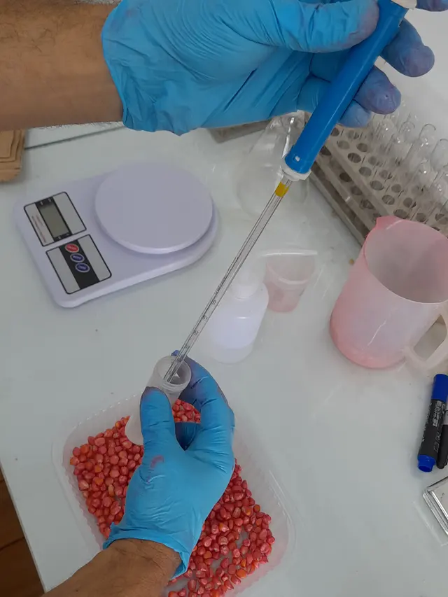 Tratamiento de semillas realizado dentro del laboratorio